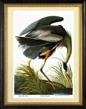 Listing image for Audubon Great Blue Heron 22x30 Hand Numbered Ltd. Edition Fine Art Print