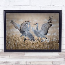 Listing image for Discord Cranes Sandhill Crane Bird Birds wildlife Wall Art Print