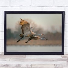 Listing image for Together Sandhill Crane Flying Morning Motion Beautiful Birds Wall Art Print