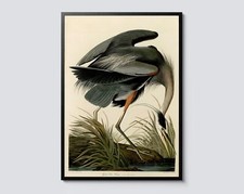 Listing image for Great Blue Heron Poster, Vintage Nature Wall Art by John James Audubon, Zoology