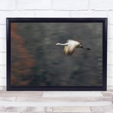 Listing image for Sandhill Crane Flying Morning Taking Off Wall Art Print